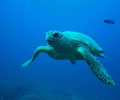 Sea Turtle