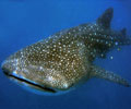 Whale Shark